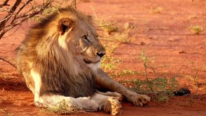 Lion Afrique du Sud