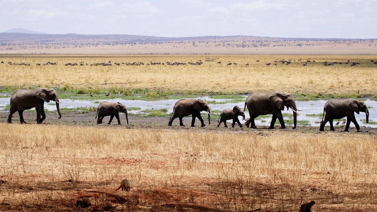 Circuit Tanzanie en famille