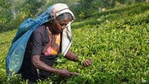 Voyage Sri Lanka cueilleuse thé