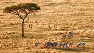 Voyage Tanzanie famille zèbres