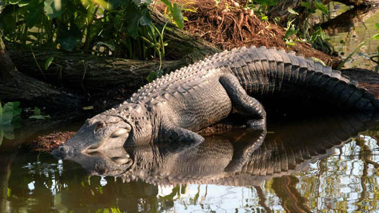 voyage en famille Floride