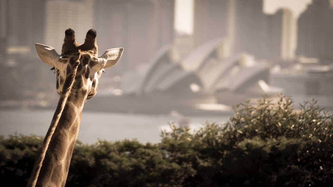 zoo de Sydney