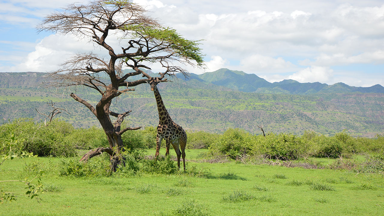 safari Tanzanie en famille
