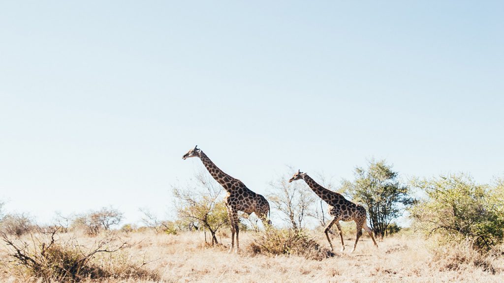 Voyage Afrique du Sud en famille