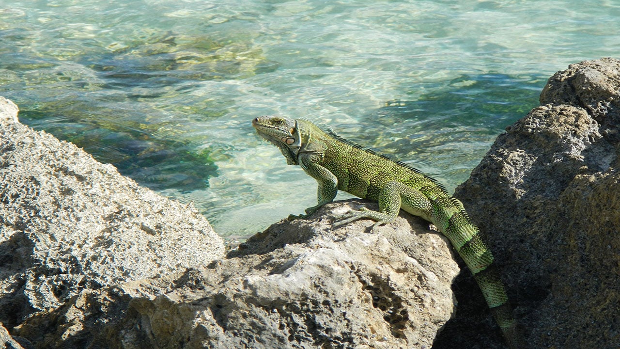 voyage Guadeloupe avec des enfants