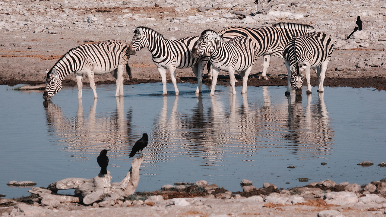 Circuit Namibie avec enfants