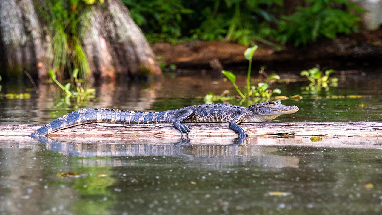 VOYAGE-LOUISIANE-EN-FAMILLE-7.jpg