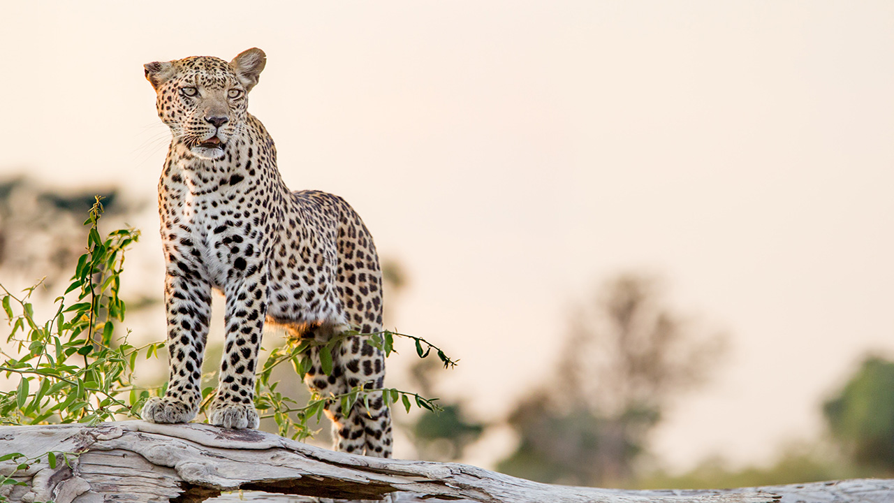 Botswana