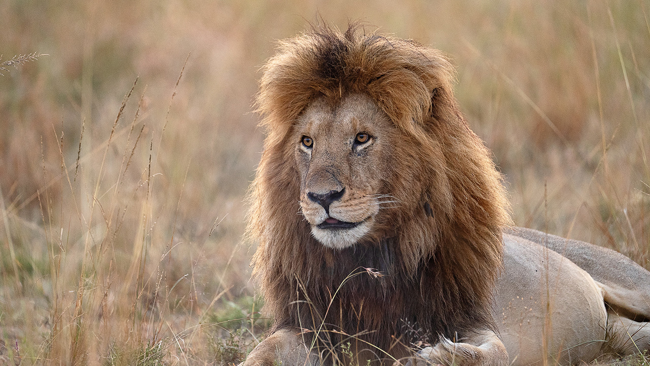 VOYAGE EN FAMILLE AU KENYA